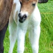 Shetlænder Hjortholt's Baby Mayflower (SOLGT)