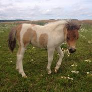 Shetlænder Hjortholt's Baby Mayflower (SOLGT)
