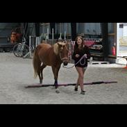 Islænder Gusa Fra Skovhuset- (Emma)