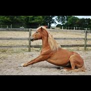 Islænder Gusa Fra Skovhuset- (Emma)