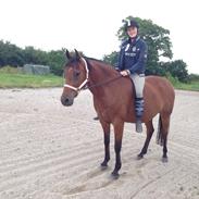 Welsh Partbred (Sec F) Farinjo Choice