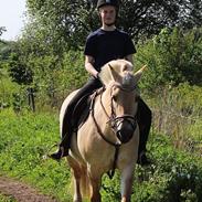 Fjordhest Vængets Mirabel