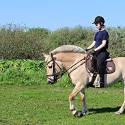 Fjordhest Vængets Mirabel