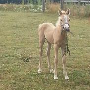 Palomino RSH Greatest wish (Solgt) 