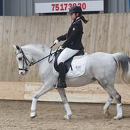 Arabisk fuldblod (OX) diamond