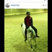 Arabisk fuldblod (OX) diamond