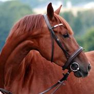 Dansk Varmblod Skærbækgaard's Lady Contessa [DV]