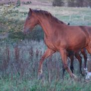 Dansk Varmblod Skærbækgaard's Lady Contessa [DV]