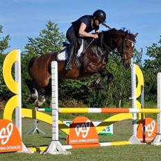 Welsh Cob (sec D) Llanwnen Sparkle