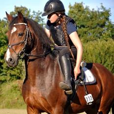 Welsh Cob (sec D) Llanwnen Sparkle