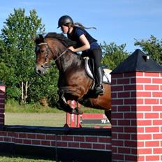 Welsh Cob (sec D) Llanwnen Sparkle
