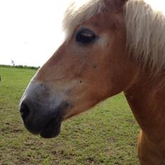 Haflinger LUCKY