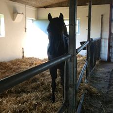 New Forest Remontes Sweet Swing (solgt)