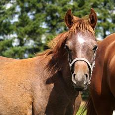 Arabisk fuldblod (OX) Taleb Zameel Ibn Finally