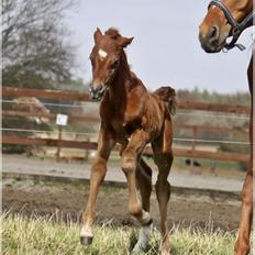 Arabisk fuldblod (OX) Taleb Zameel Ibn Finally