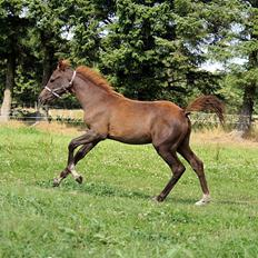 Arabisk fuldblod (OX) Taleb Zameel Ibn Finally