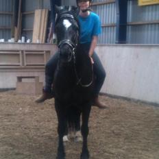 Welsh Cob (sec D) Låddenhøjs Bogart