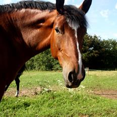Anden særlig race Chanel