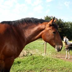 Anden særlig race Chanel