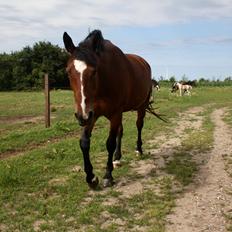 Anden særlig race Chanel