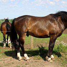 Oldenborg Lucas (SOLGT)