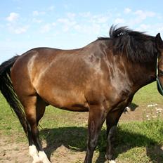 Oldenborg Lucas (SOLGT)