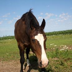 Oldenborg Lucas (SOLGT)