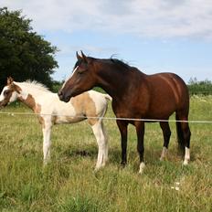 Tysk Sportspony Don Diego (SOLGT)