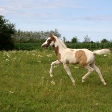 Tysk Sportspony Don Diego (SOLGT)