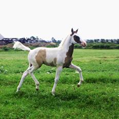 Tysk Sportspony Don Diego (SOLGT)