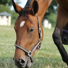Dansk Varmblod West Site Acacia (Cacia/Gigantus)