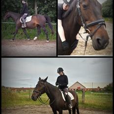 Dansk Varmblod Forza Enshøj (Tykke) 