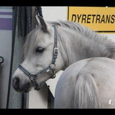 Welsh Mountain (sec A) Bangs Tempo