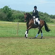 Dansk Varmblod Little Love