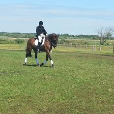 Dansk Varmblod Little Love