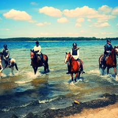 DSP Stenbakkegårds hoopers creek