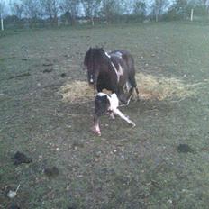 Anden særlig race intet endnu