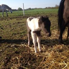 Anden særlig race intet endnu