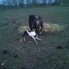 Anden særlig race intet endnu