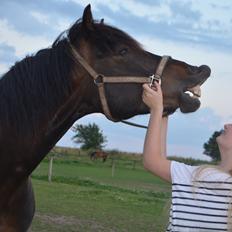 Koldblodstraver Don Dash