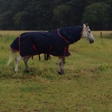 Dansk Varmblod catano