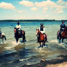 DSP Stenbakkegårds Atlanta