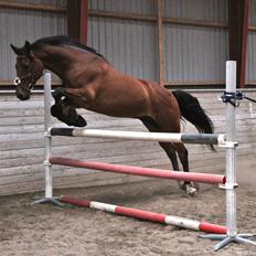 Dansk Varmblod Carismo