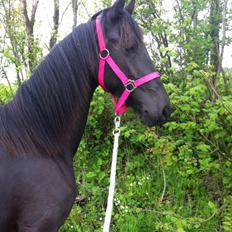 Anden særlig race Farida Arieke 