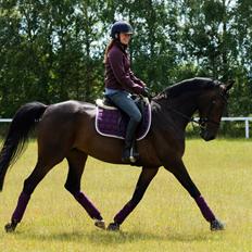 Dansk Varmblod Donna Escada