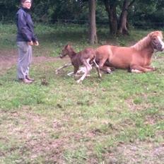 Islænder Kiljan fra Worregård  Solgt 