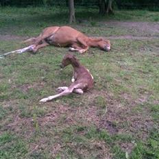Islænder Kiljan fra Worregård  Solgt 