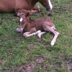 Islænder Kiljan fra Worregård  Solgt 