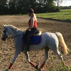 Arabisk fuldblod (OX) Estello