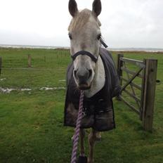 Arabisk fuldblod (OX) Estello